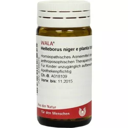 HELLEBORUS NIGER Toplam 6 D küresi bitkisi, 20 g